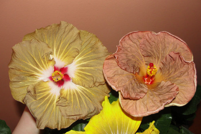 hibiscus Suntan hibiscus Topaz Glory