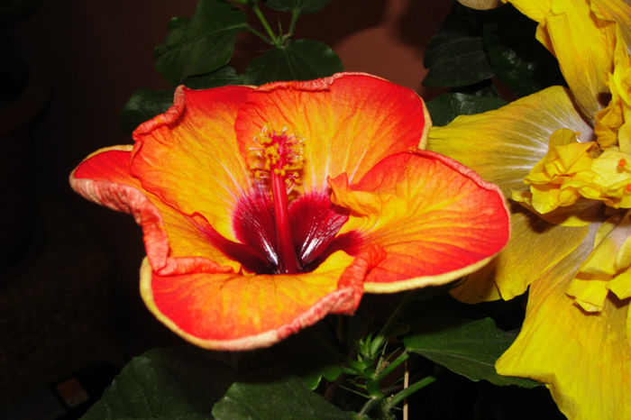 hibiscus Mis Behavin