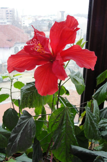 hibiscus rosu dublu - Hibiscus-1