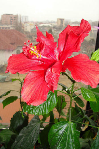  - Hibiscus-1