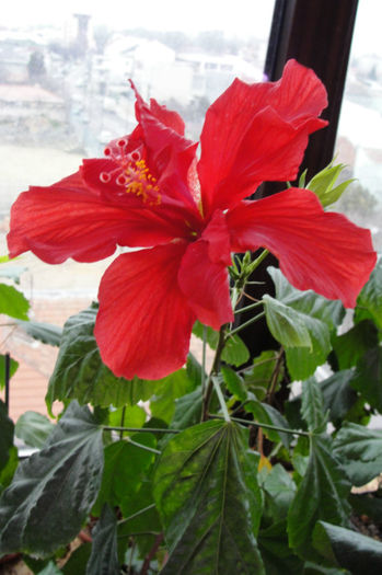  - Hibiscus-1