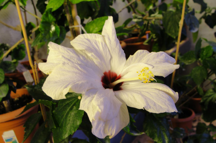  - Hibiscus-1