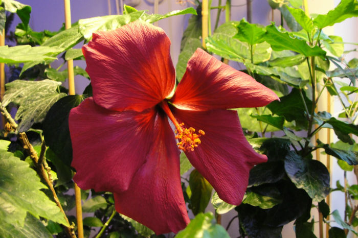 no name - Hibiscus-1