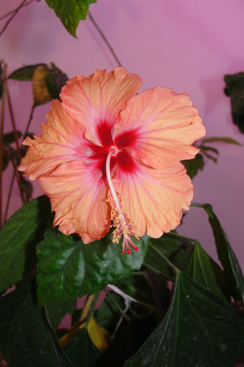  - Hibiscus-1