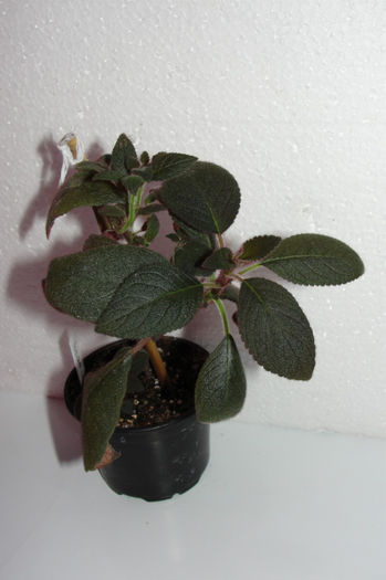Pearcea v. Ecuador - Alte gesneriaceae