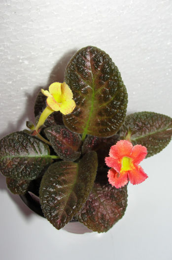  - Episcia R