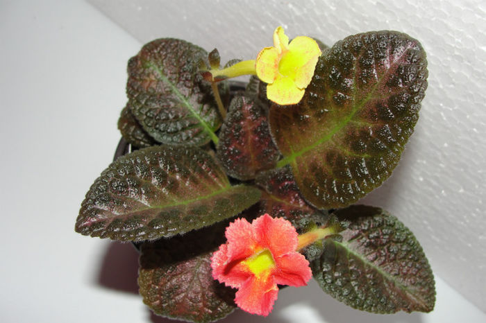  - Episcia R