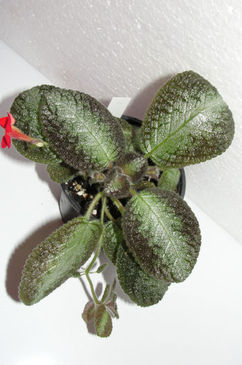  - Episcia C