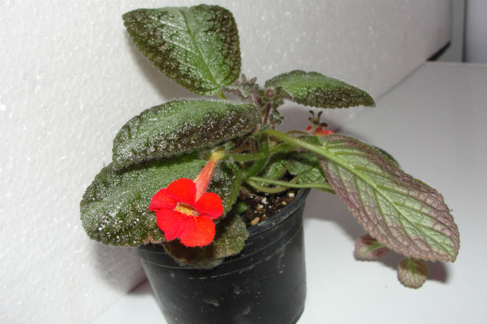  - Episcia C