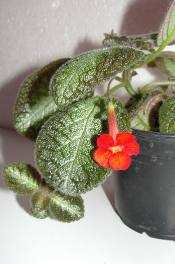  - Episcia C