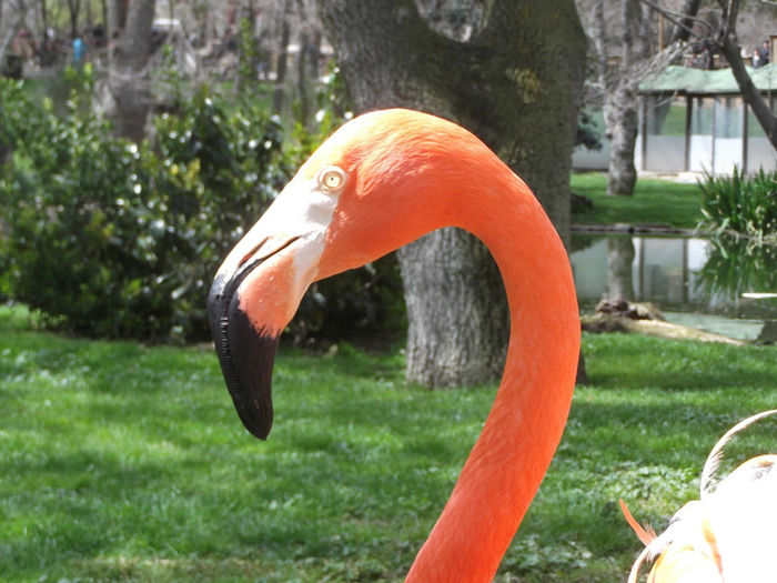 016 - z   Cu  familia  in Zoo Madrid