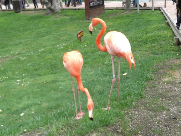 008 - z   Cu  familia  in Zoo Madrid