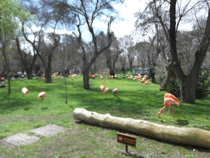 013 - z   Cu  familia  in Zoo Madrid