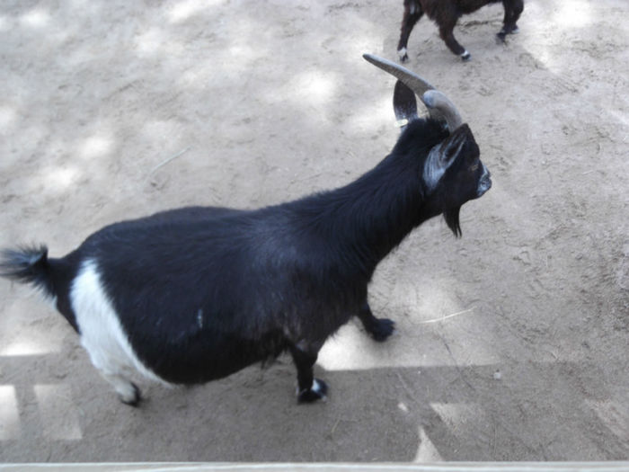 023 - z   Cu  familia  in Zoo Madrid