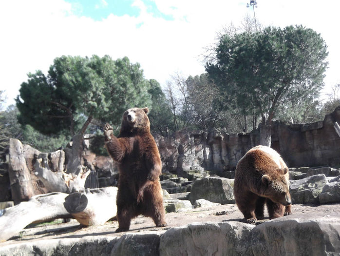 147 - z   Cu  familia  in Zoo Madrid