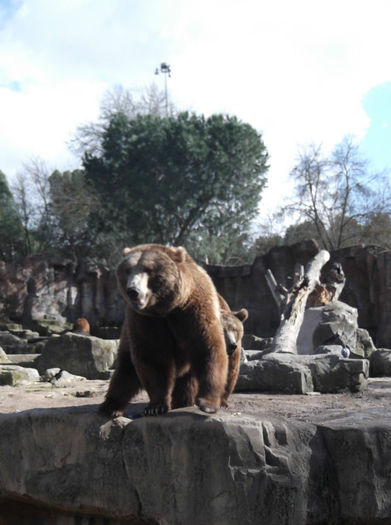 148 - z   Cu  familia  in Zoo Madrid