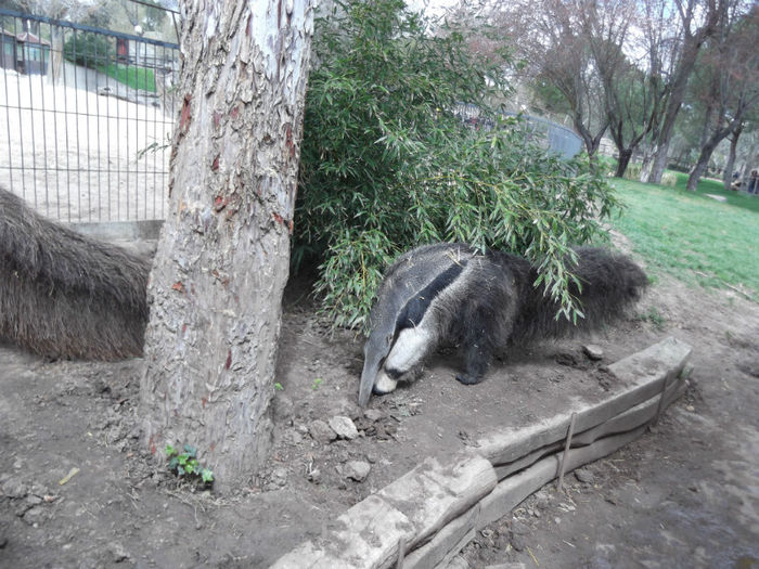 036 - z   Cu  familia  in Zoo Madrid