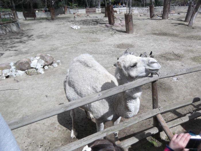046 - z   Cu  familia  in Zoo Madrid