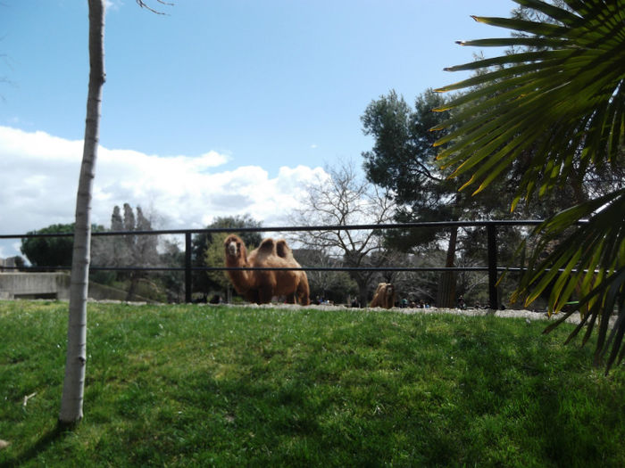 052 - z   Cu  familia  in Zoo Madrid