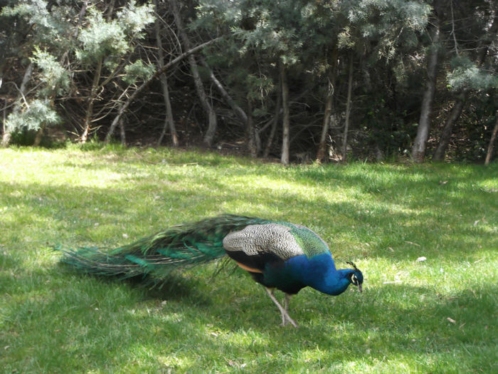054 - z   Cu  familia  in Zoo Madrid