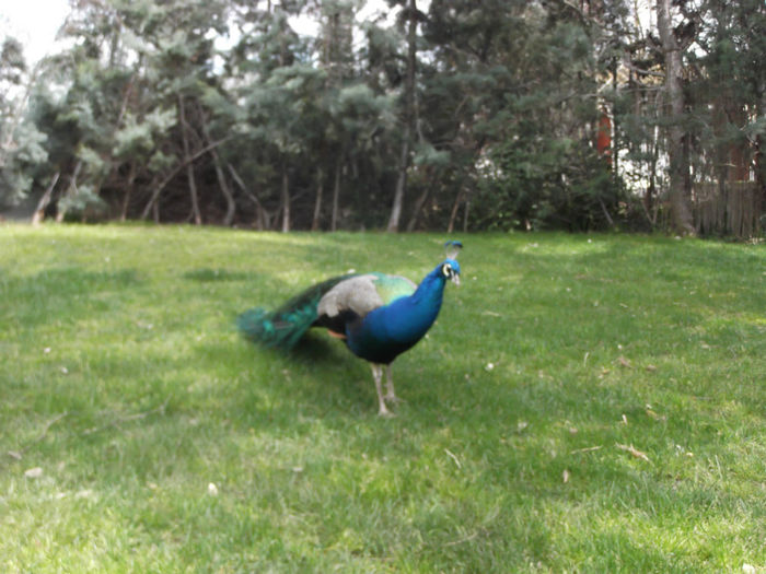 055 - z   Cu  familia  in Zoo Madrid