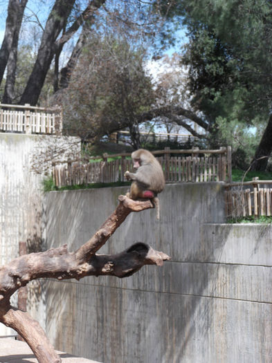 061 - z   Cu  familia  in Zoo Madrid