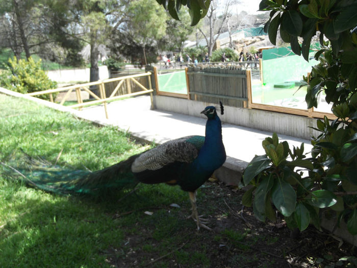 068 - z   Cu  familia  in Zoo Madrid