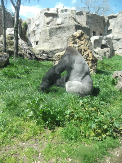 070 - z   Cu  familia  in Zoo Madrid