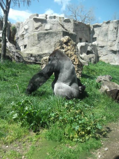 071 - z   Cu  familia  in Zoo Madrid