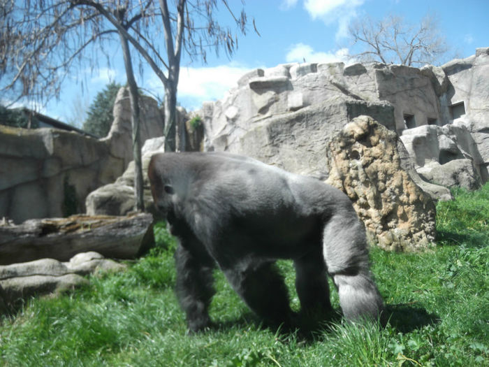 072 - z   Cu  familia  in Zoo Madrid