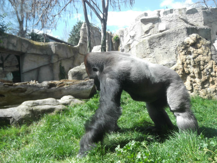 073 - z   Cu  familia  in Zoo Madrid