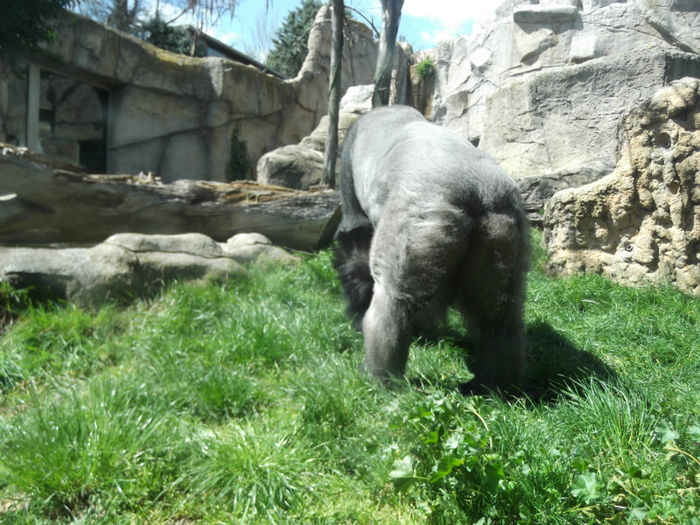 074 - z   Cu  familia  in Zoo Madrid