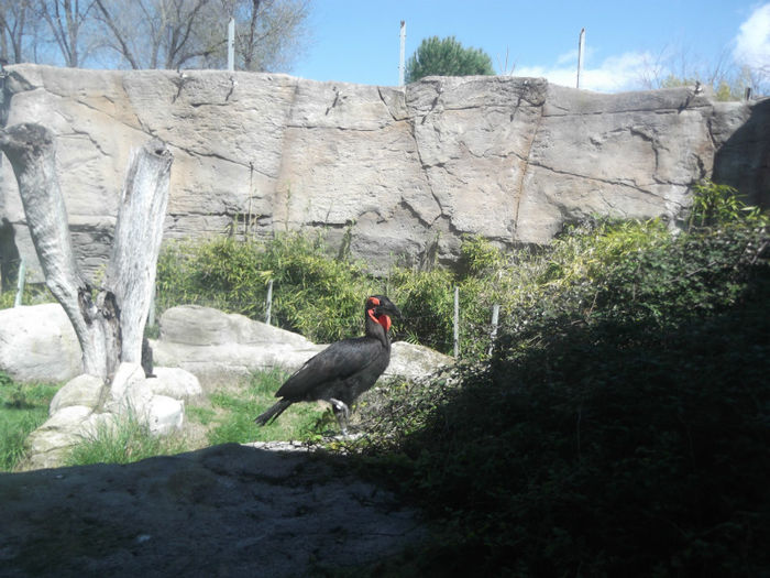 076 - z   Cu  familia  in Zoo Madrid