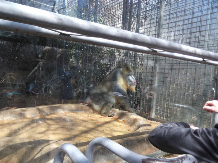 079 - z   Cu  familia  in Zoo Madrid