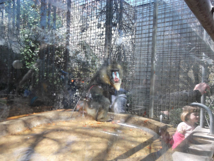 080 - z   Cu  familia  in Zoo Madrid