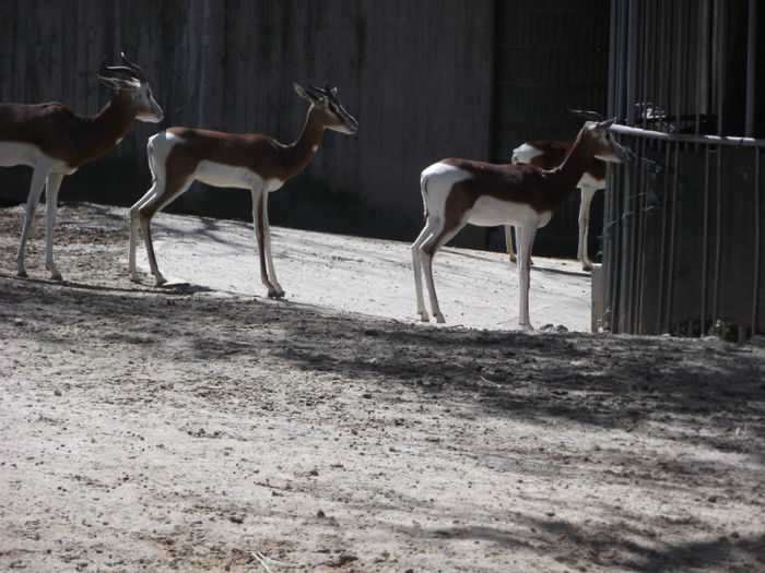 081 - z   Cu  familia  in Zoo Madrid
