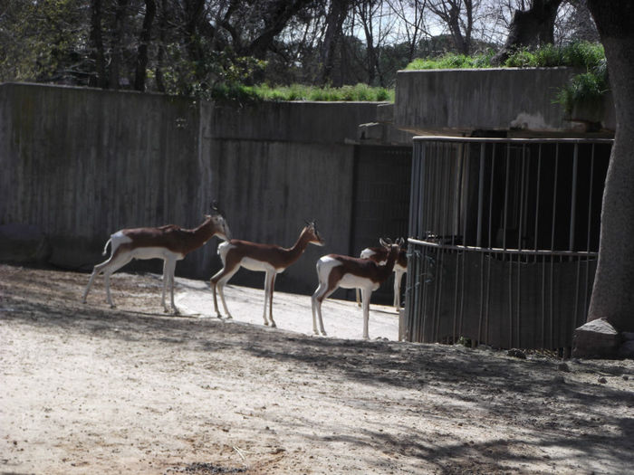 082 - z   Cu  familia  in Zoo Madrid