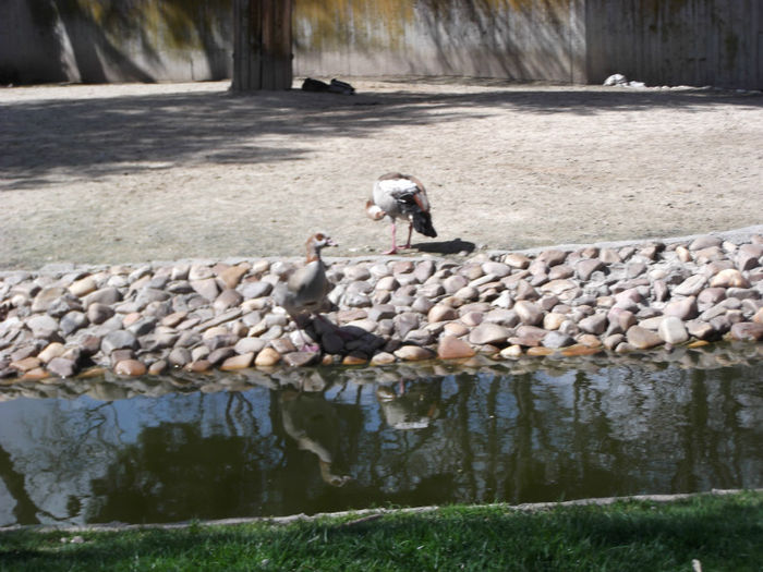 083 - z   Cu  familia  in Zoo Madrid
