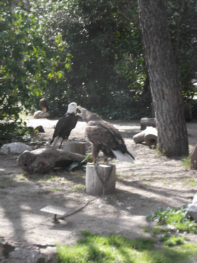 102 - z   Cu  familia  in Zoo Madrid