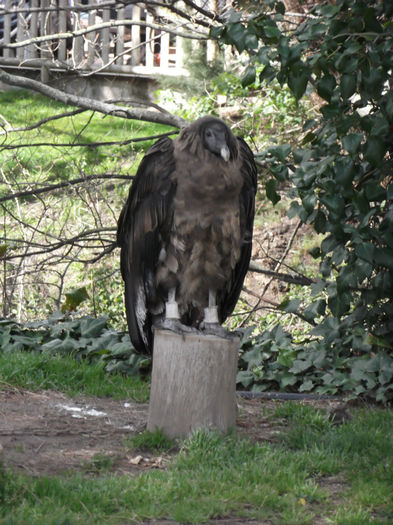 105 - z   Cu  familia  in Zoo Madrid