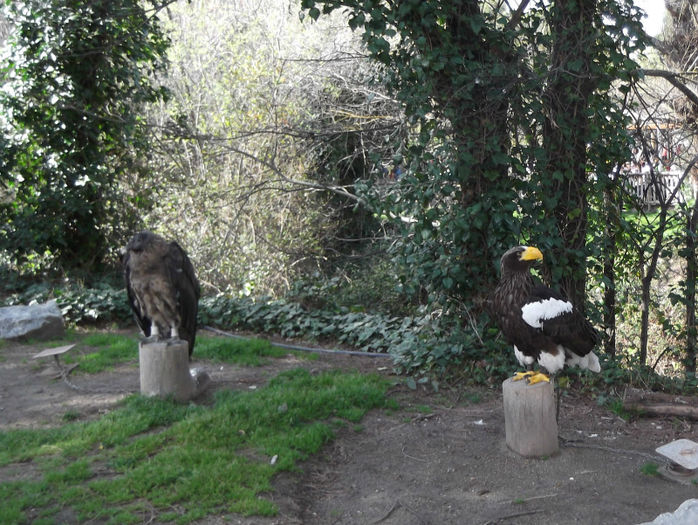 092 - z   Cu  familia  in Zoo Madrid