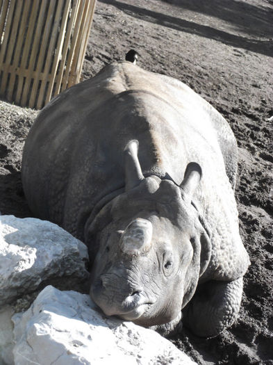 168 - z   Cu  familia  in Zoo Madrid