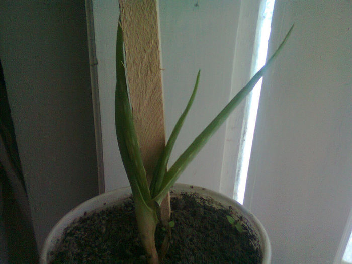 Picture 022 - aloe vera