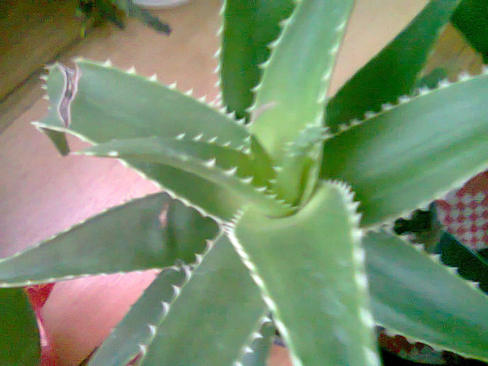 Picture 011 - aloe vera