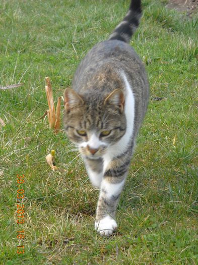 Tomi - catei si pisicute