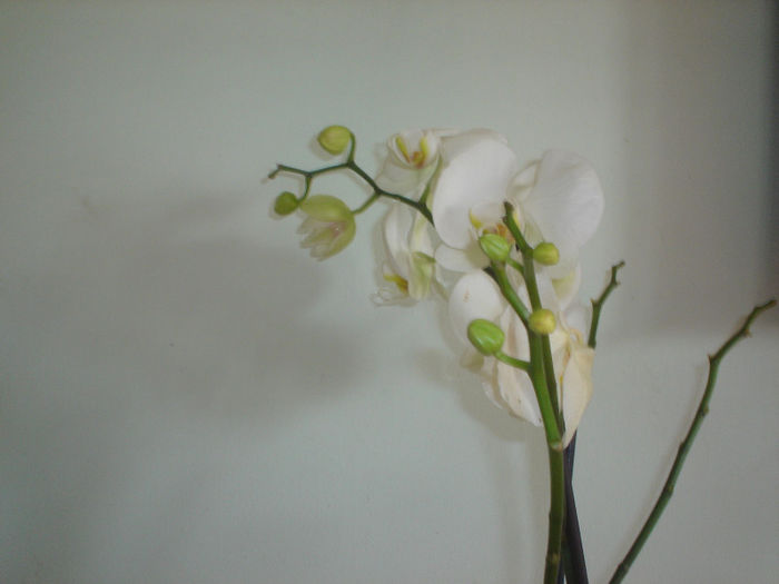 orhidee - 03 luna  martie 2013