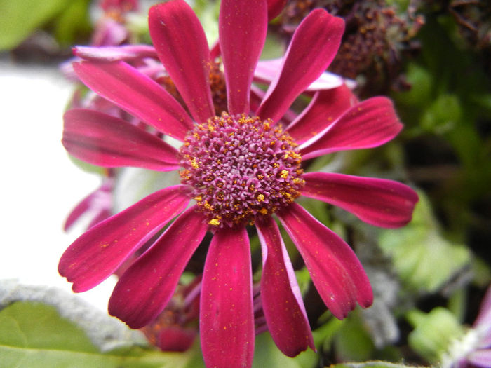 Pericallis x hybrida Burgundy (`13, Feb.25) - Pericallis x hybrida Burgundy