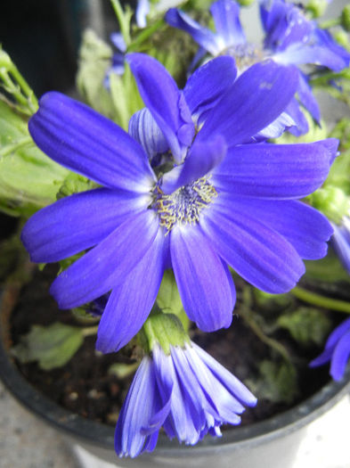 Pericallis x hybrida Blue (2013, Feb.25) - Pericallis x hybrida Blue 02