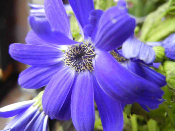 Pericallis x hybrida Blue (2013, Feb.25) - Pericallis x hybrida Blue 02