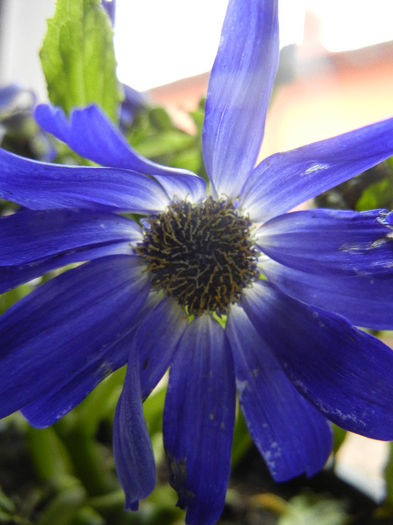 Pericallis x hybrida Blue (2013, Feb.25) - Pericallis x hybrida Blue 02